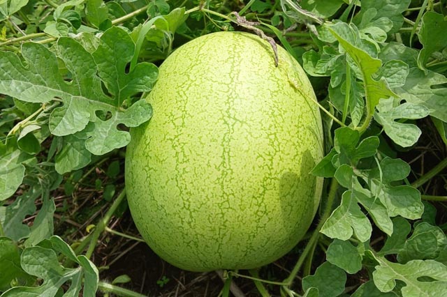 Servicios Agrícolas Integrales Agrorg@nic Innovando con la naturaleza para una agricultura sostenible