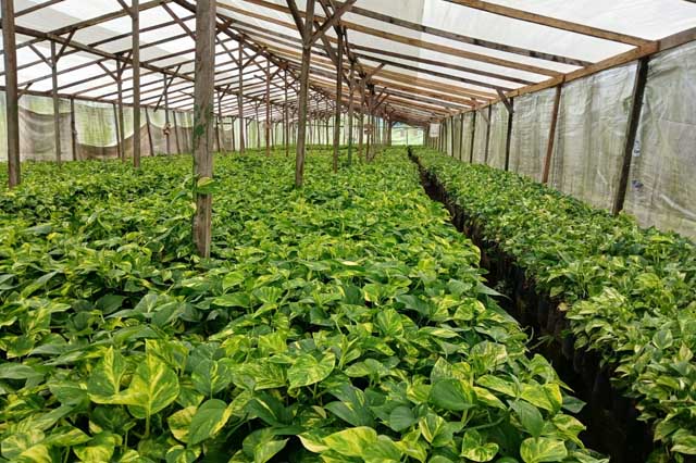 Servicios Agrícolas Integrales Agrorg@nic Innovando con la naturaleza para una agricultura sostenible