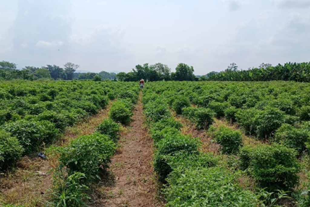 Servicios Agrícolas Integrales Agrorg@nic Innovando con la naturaleza para una agricultura sostenible